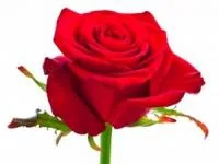روز جهانی رز