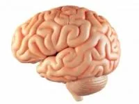 کوچکترین مغز