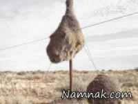 از جمله عجیب ترین تصاویر دنیا