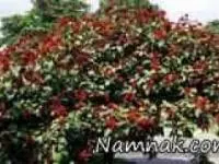 درخت رژ لب