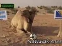شتر پیشگو