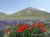 کوه سهند