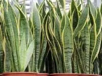 گساه سانسوریا