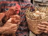 تخم مرغ و مرغ