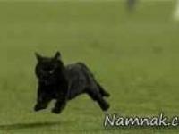 گربه سیاه بارسلونا