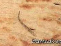 دم مارمولک در نان بربری