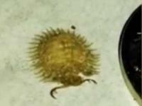 حیوان عجیب شیطانی طلایی