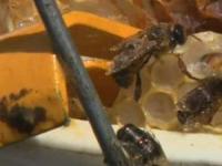 200 گزیدگی در سر زن در جنگ با زنبورها
