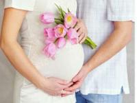 هفته بیست و چهارم بارداری