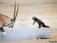 نبرد بز کوهی و گورکن