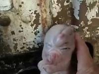 تولد خوک شبیه انسان