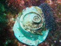  کشف کشتی نازی پس از 75 سال