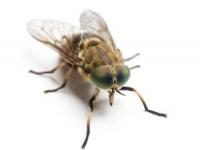 خر مگس خونخوار