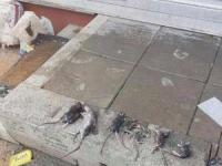 موش خیابانی