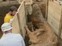 بزرگترین عاج ماموت