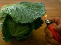 کلم پلاستیکی