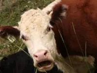 نودل گوشت گاو گران قیمت