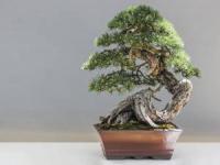 خرید بونسای