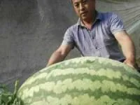 هندوانه
