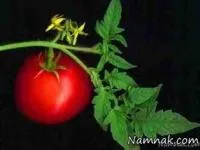 ریشه تا ساقه