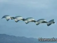پرواز پرندگان