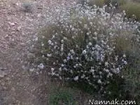 پینه کوهی