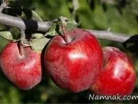 رسیده بودن سیب