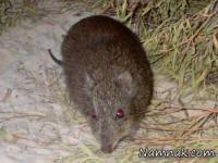 17 حیوان دوست داشتنی