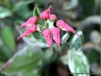 گیاهان شیطانی کشنده