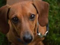 زنده ماندن سگ بعد سقوط هواپیما