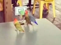بسکتبال طوطی