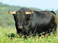 گاو نر وحشی