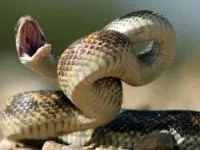 عاقبت تلخ اجرای نمایش با مار