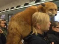 دختر جوان با روباه در مترو