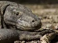 اژدهای کومودو 