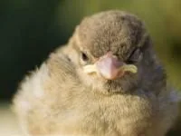 خواب پرنده ها