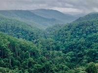 روز جهانی جنگل های بارانی