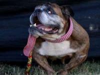 زشت ترین سگ