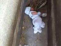 نوزاد 2 ماهه