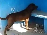 کار عجیب یگ سگ