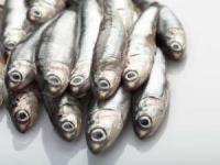 ماهی ساردین