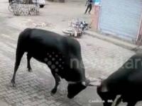 حمله گاوهای وحشی