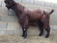 بز عجیب 
