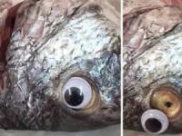 فروشگاه کویت