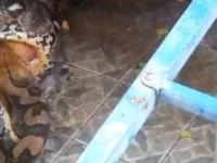 خفه شدن گربه