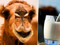 خواص شیر شتر