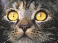 حرف زدن با حیوانات