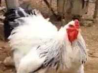 غول مرغ های دنیا