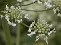 خواص گلپر