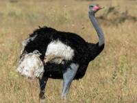 خواص گوشت شترمرغ